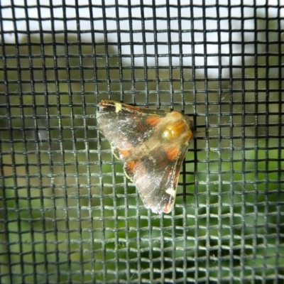Nataxa flavescens (Nataxa Moth) at Mongarlowe River - 9 Jan 2022 by arjay