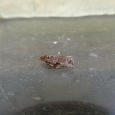 Epiphyas ashworthana (Ashworth's Tortrix) at Mongarlowe River - 12 Jan 2022 by arjay