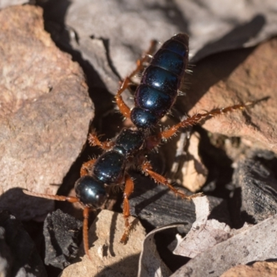 Diamma bicolor (Blue ant, Bluebottle ant) at Cotter River, ACT - 27 Dec 2022 by patrickcox