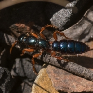 Diamma bicolor at Cotter River, ACT - 27 Dec 2022