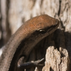 Lampropholis guichenoti (Common Garden Skink) at Namadgi National Park - 26 Dec 2022 by patrickcox