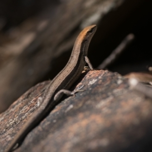 Lampropholis guichenoti at Cotter River, ACT - 27 Dec 2022