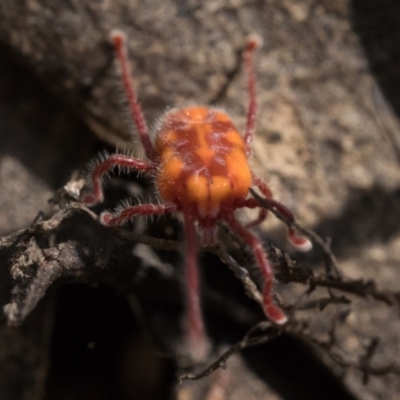 Erythraeidae (family) (Erythraeid mite) at Cotter River, ACT - 27 Dec 2022 by patrickcox