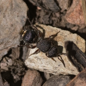 Mutillidae (family) at Namadgi National Park - 27 Dec 2022 11:00 AM