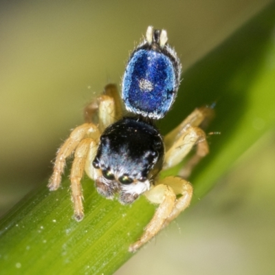 Maratus hesperus (Venus Peacock Spider) at Gibraltar Pines - 27 Dec 2022 by patrickcox