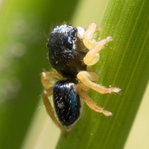 Maratus hesperus at Tharwa, ACT - 27 Dec 2022