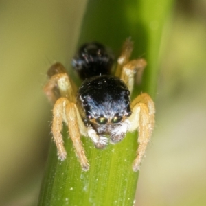 Maratus hesperus at Tharwa, ACT - 27 Dec 2022