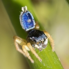 Maratus hesperus at Tharwa, ACT - 27 Dec 2022