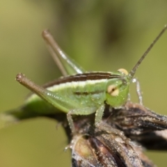 Conocephalus semivittatus (Meadow katydid) at Paddys River, ACT - 27 Dec 2022 by patrickcox