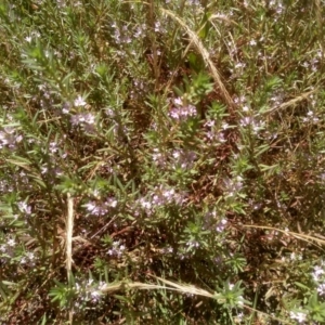 Lythrum hyssopifolia at Cooma, NSW - 27 Dec 2022