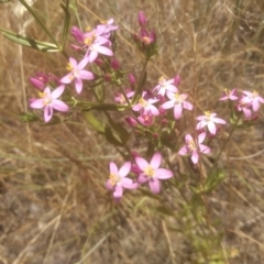 Centaurium erythraea at Cooma, NSW - 27 Dec 2022 01:12 PM