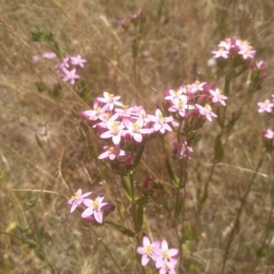 Centaurium erythraea at Cooma, NSW - 27 Dec 2022 01:12 PM