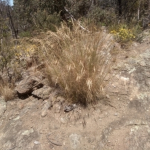 Rytidosperma (genus) at Cooma, NSW - 27 Dec 2022 02:14 PM