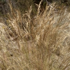 Rytidosperma (genus) at Cooma, NSW - 27 Dec 2022 02:14 PM