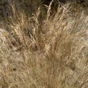 Rytidosperma (genus) at Cooma, NSW - 27 Dec 2022 02:14 PM