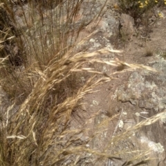 Rytidosperma (genus) at Cooma, NSW - 27 Dec 2022 02:14 PM