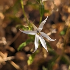 Isotoma petraea (Rock Isotome) at Broken Hill, NSW - 27 Dec 2022 by Darcy