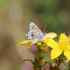 Lucia limbaria (Chequered Copper) at Wanniassa Hill - 27 Dec 2022 by RAllen