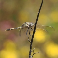 Orthetrum caledonicum (Blue Skimmer) at Wanniassa Hill - 27 Dec 2022 by RAllen