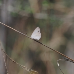 Erina hyacinthina (Varied Dusky-blue) at Wanniassa Hill - 27 Dec 2022 by RAllen