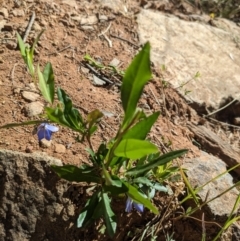 Billardiera heterophylla (Western Australian Bluebell Creeper) at Yarralumla, ACT - 27 Dec 2022 by WalterEgo