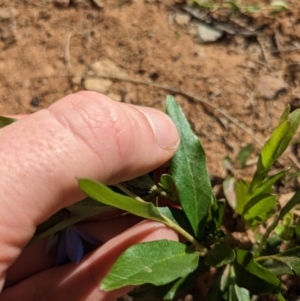 Billardiera heterophylla at Yarralumla, ACT - 27 Dec 2022