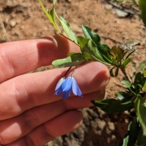 Billardiera heterophylla at Yarralumla, ACT - 27 Dec 2022