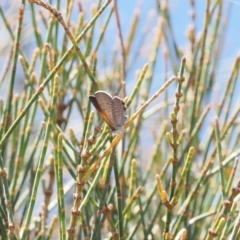 Acrodipsas aurata (Golden Ant-blue) at Wanniassa Hill - 27 Dec 2022 by RAllen