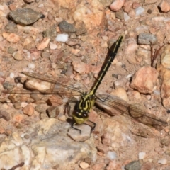 Austrogomphus guerini (Yellow-striped Hunter) at Namadgi National Park - 19 Dec 2022 by jmcleod