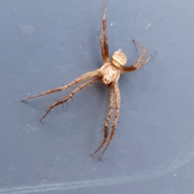 Araneidae (family) (Orb weaver) at Yass River, NSW - 27 Dec 2022 by SenexRugosus