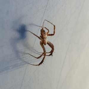 Araneidae (family) at Yass River, NSW - 27 Dec 2022 05:13 PM