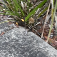 Tisiphone abeona (Varied Sword-grass Brown) at Katoomba, NSW - 24 Dec 2022 by SimoneC