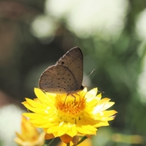 Erina hyacinthina at Fadden, ACT - 27 Dec 2022 12:36 PM