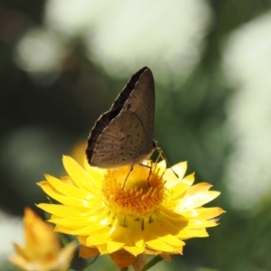 Erina hyacinthina at Fadden, ACT - 27 Dec 2022 12:36 PM