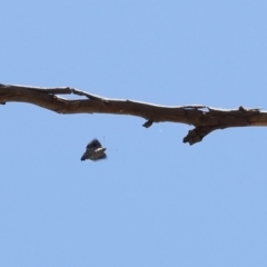 Ogyris olane (Broad-margined Azure) at Wanniassa Hill - 27 Dec 2022 by RAllen