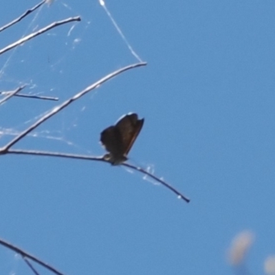 Acrodipsas aurata (Golden Ant-blue) at Wanniassa Hill - 27 Dec 2022 by RAllen