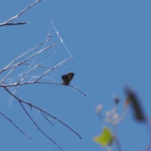 Acrodipsas aurata at Macarthur, ACT - 27 Dec 2022