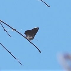 Acrodipsas aurata at Macarthur, ACT - 27 Dec 2022