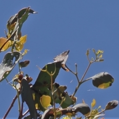 Acrodipsas aurata at Macarthur, ACT - 27 Dec 2022