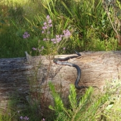 Pseudechis porphyriacus (Red-bellied Black Snake) at Penrose, NSW - 27 Dec 2022 by Aussiegall