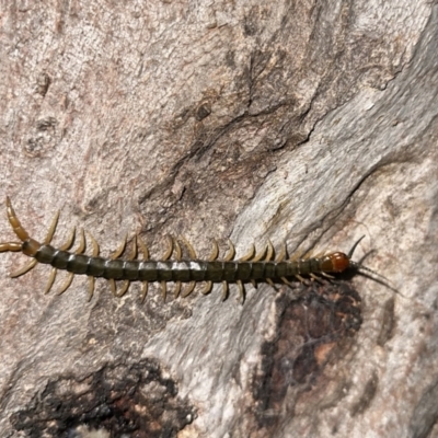 Cormocephalus sp.(genus) (Scolopendrid Centipede) at Corroboree Park - 26 Dec 2022 by Pirom
