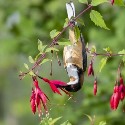 Acanthorhynchus tenuirostris (Eastern Spinebill) at Penrose, NSW - 20 Dec 2022 by Aussiegall