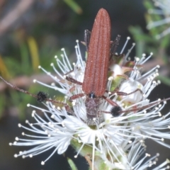 Tropis sp. (genus) (Longhorn or longicorn beetle) at Mount Jerrabomberra QP - 24 Dec 2022 by Harrisi