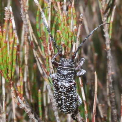 Rhytiphora sp. near simsoni (Rhytiphora 'Wyanbene') at Wyanbene, NSW - 26 Dec 2022 by Harrisi