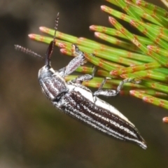 Rhinotia regalis (A belid weevil) at Wyanbene, NSW - 26 Dec 2022 by Harrisi