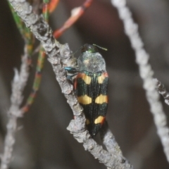 Castiarina sexplagiata (Jewel beetle) at Wyanbene, NSW - 26 Dec 2022 by Harrisi