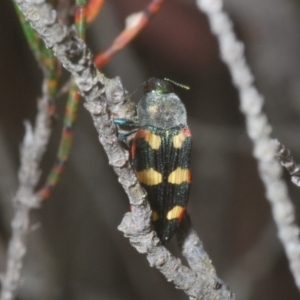 Castiarina sexplagiata at Wyanbene, NSW - 26 Dec 2022