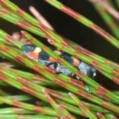 Castiarina sexplagiata at Wyanbene, NSW - 26 Dec 2022