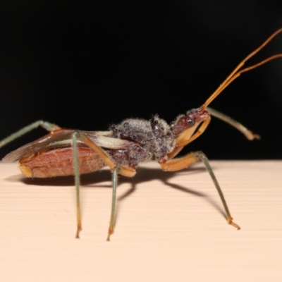 Pristhesancus plagipennis (Common Assassin Bug, Bee Killer Assassin Bug) at Wellington Point, QLD - 24 Dec 2022 by TimL