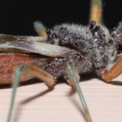 Unidentified Mite and Tick (Acarina) at Wellington Point, QLD - 24 Dec 2022 by TimL